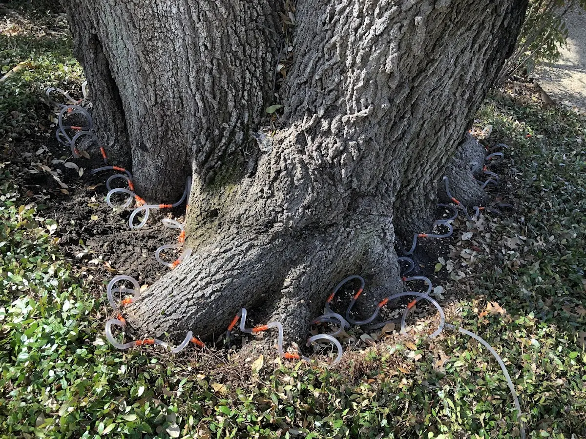 Detailed Tree Cabling and Bracing job site in Normantown